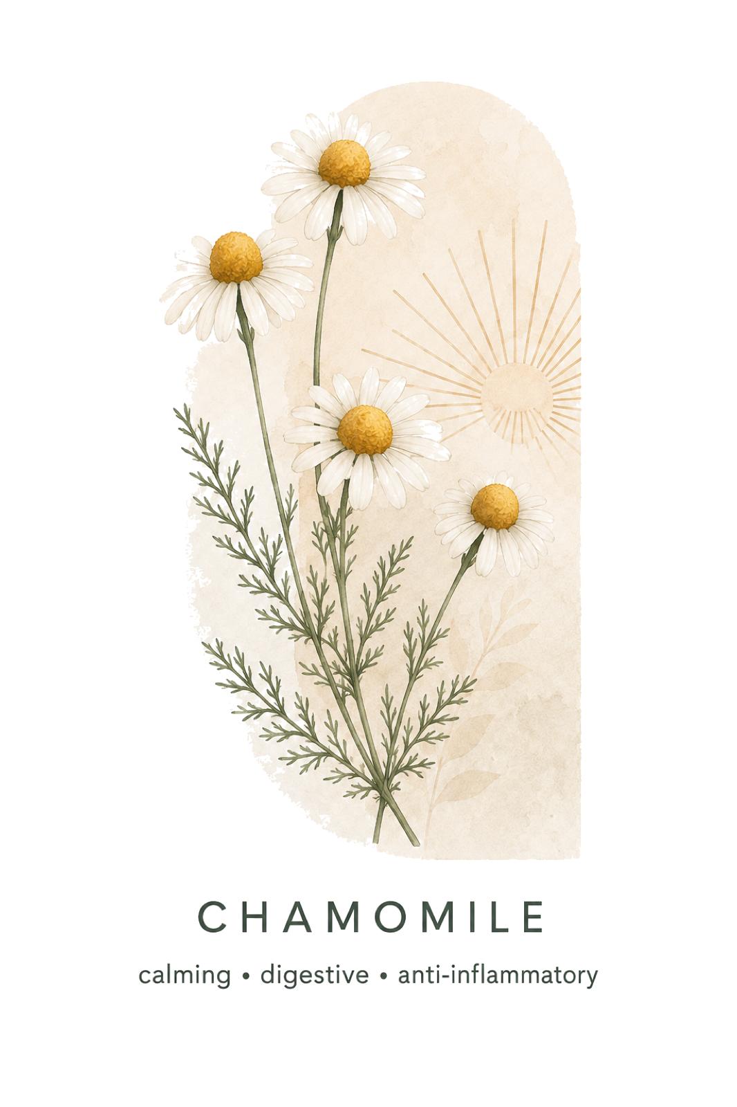 Chamomile
