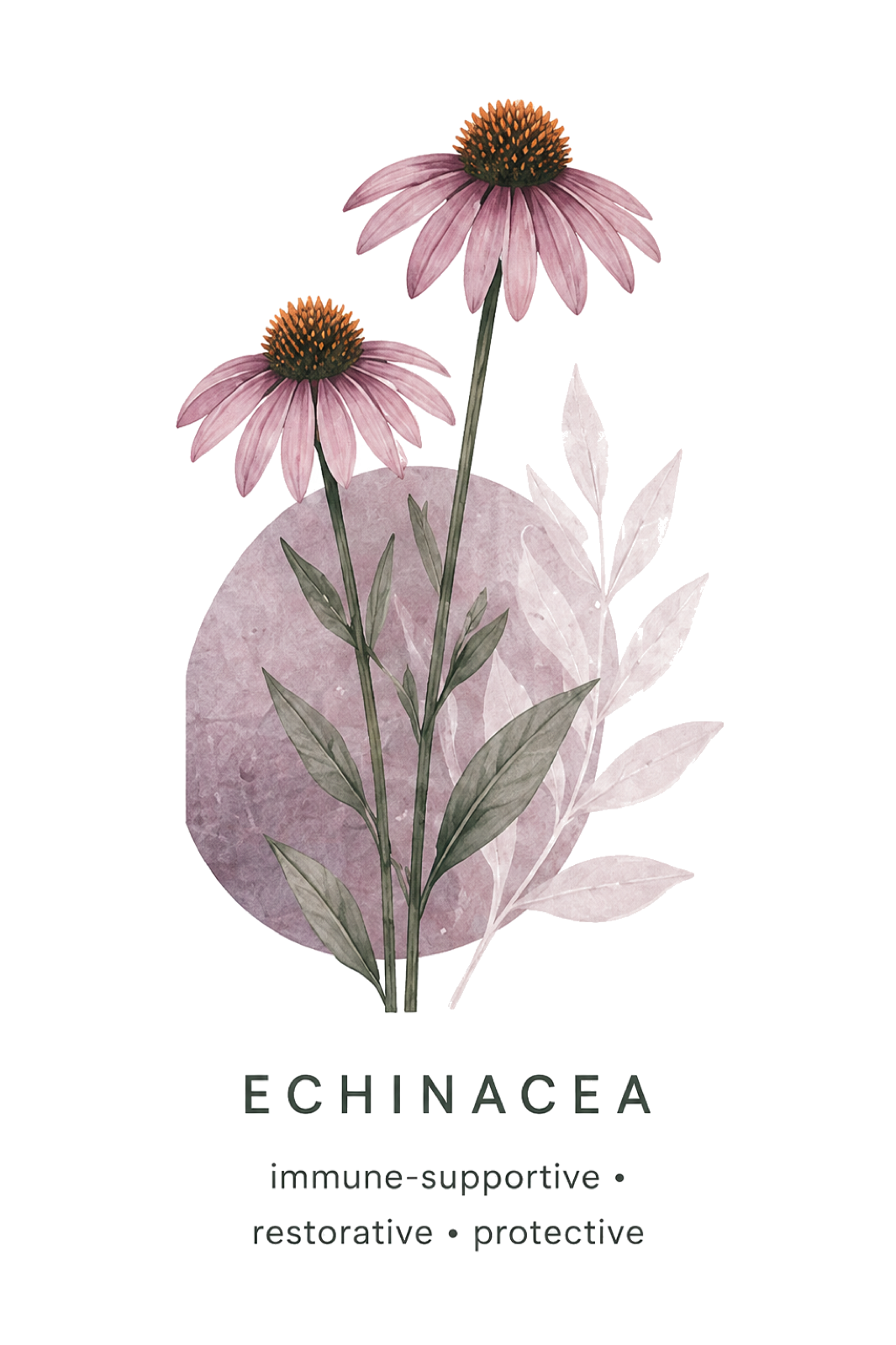 Echinacea